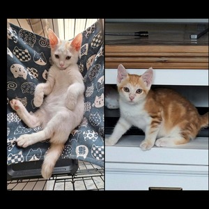 Adopter PUNCKY et ROCKY