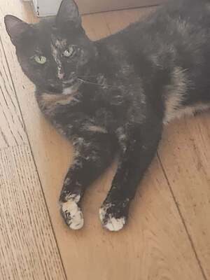 Adopter Noisette