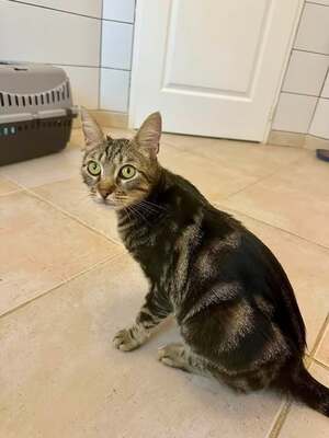Adopter Tigresse