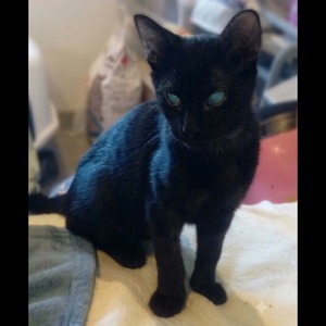 Adopter Sherman