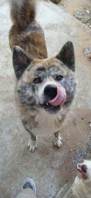 Adopter Timber
