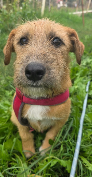 Adopter Kuno