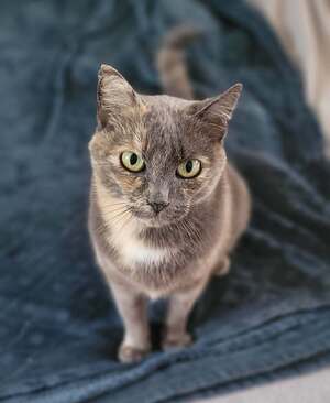 Adopter Satie