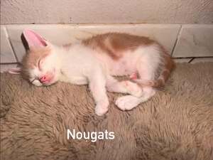 Adopter Nougats