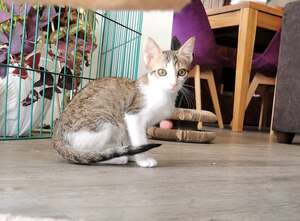 Adopter Bilbo