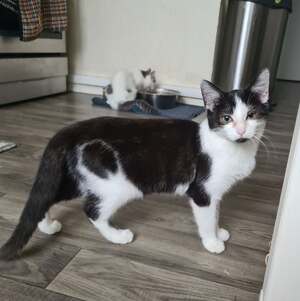 Adopter Brooke