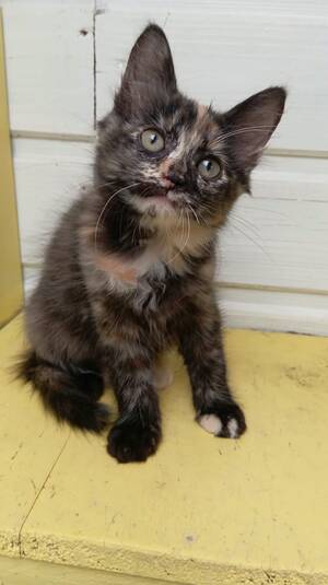 Adopter Eclipse
