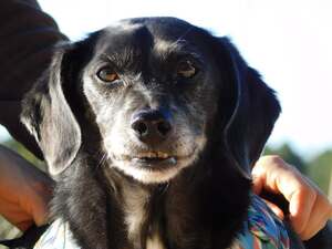 Adopter Bimon