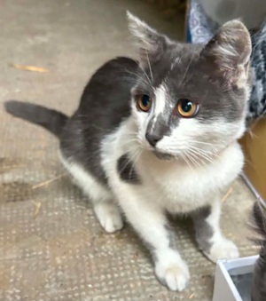 Adopter Pixie
