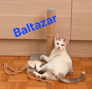 Adopter Baltazar 