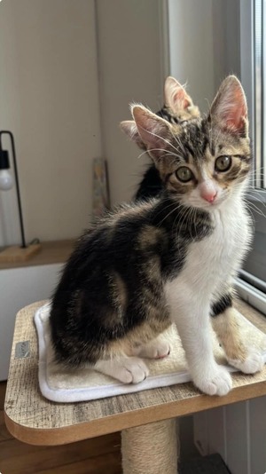 Adopter Mei