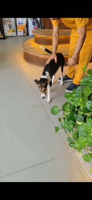 Adopter Alba