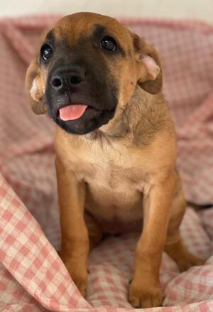 Adopter Libia