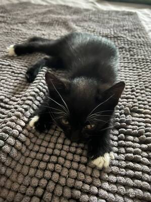 Adopter Fiona