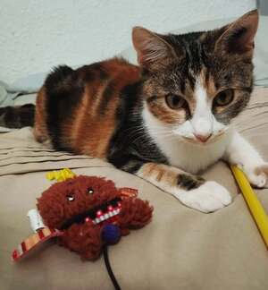 Adopter Boum