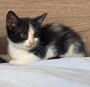 Adopter BONNIE
