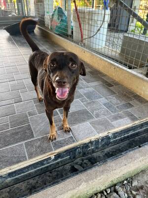 Adopter Lira