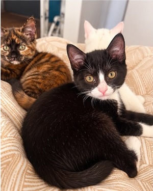 Adopter Pixel