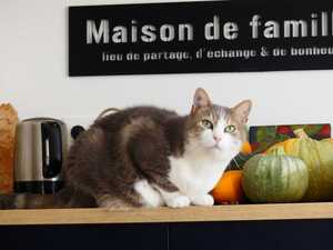 Adopter Velour