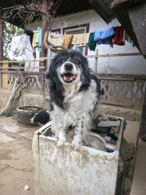 Adopter Fideluta