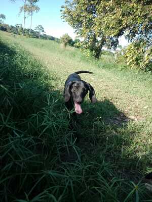 Adopter Marcus