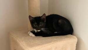 Adopter Martini