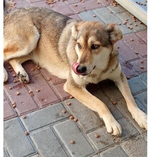 Adopter Diane