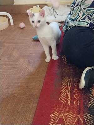 Adopter BIRDIE 