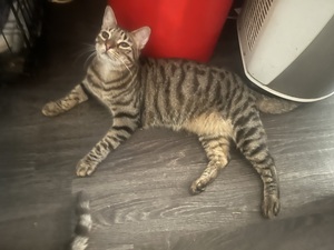 Adopter Aaron