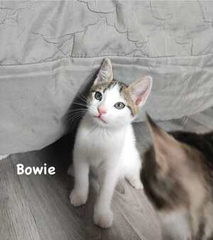 Adopter BOWIE