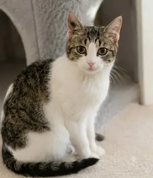 Adopter Perronnelle