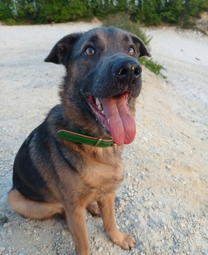 Adopter Meet
