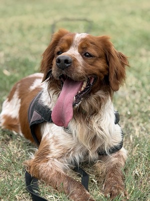 Adopter STING