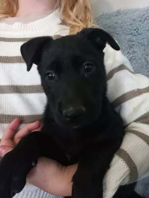 Adopter Nala