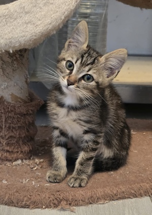 Adopter Bart