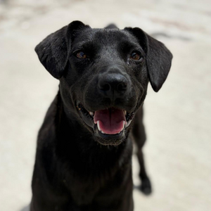 Adopter LAIKA