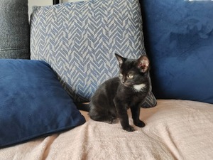 Adopter GINGER