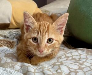 Adopter Beton et Bataille