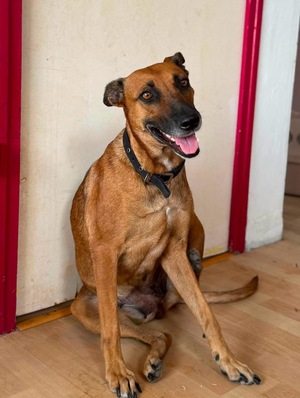 Adopter Neela