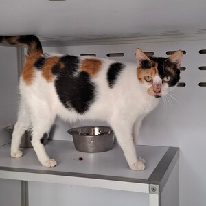Adopter BELINDA