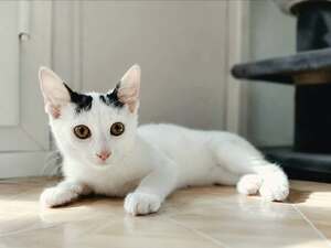 Adopter Orus