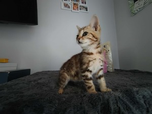Adopter DOUDOU