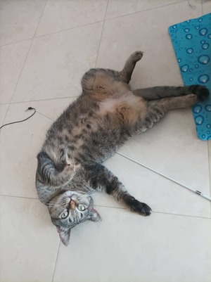 Adopter Mimine