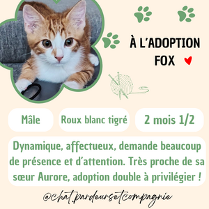 Adopter Fox