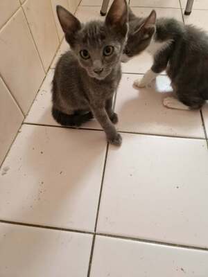 Adopter Bisou