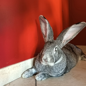 Adopter Goliath