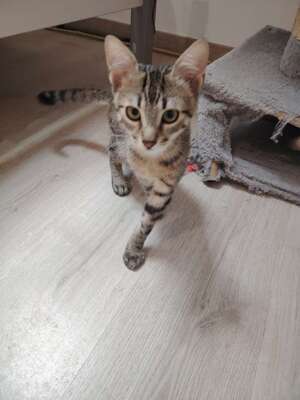 Adopter KREMA