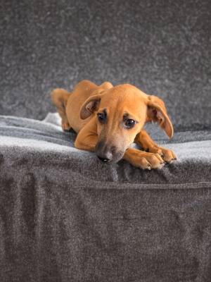Adopter Luciole