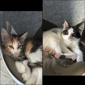 Adopter Ti Punch & Marquisette