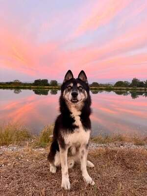 Adopter Newton